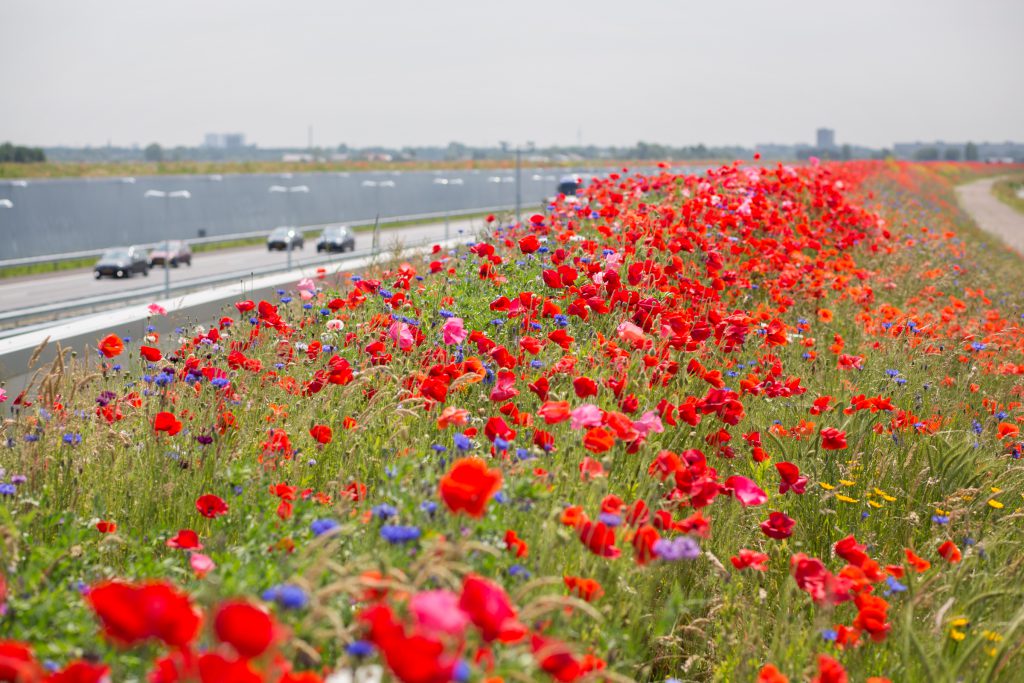 A4 Honey Highway