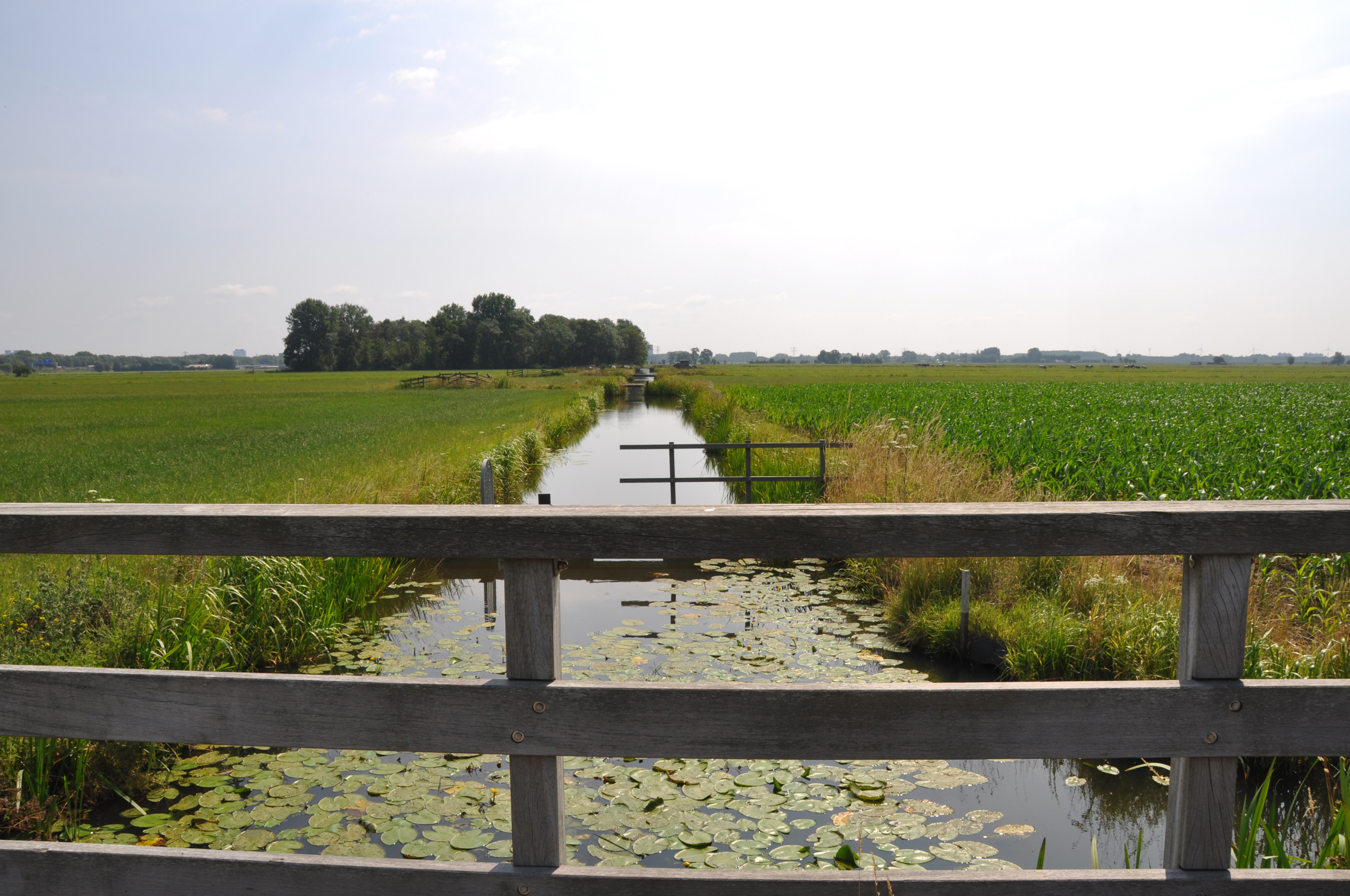 Rijnenburg landschap