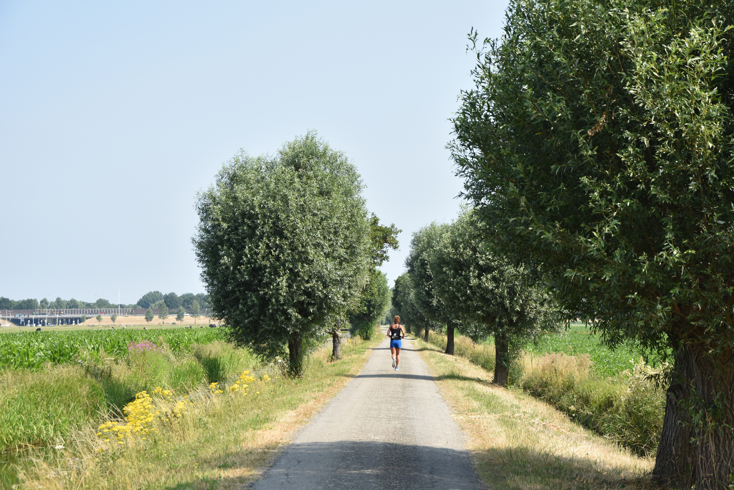 Landschap Rijnenburg