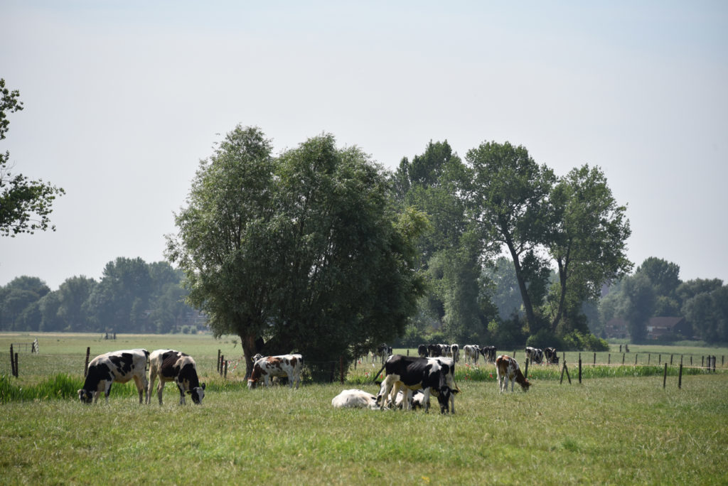 Landschap Rijnenburg koeien in wei