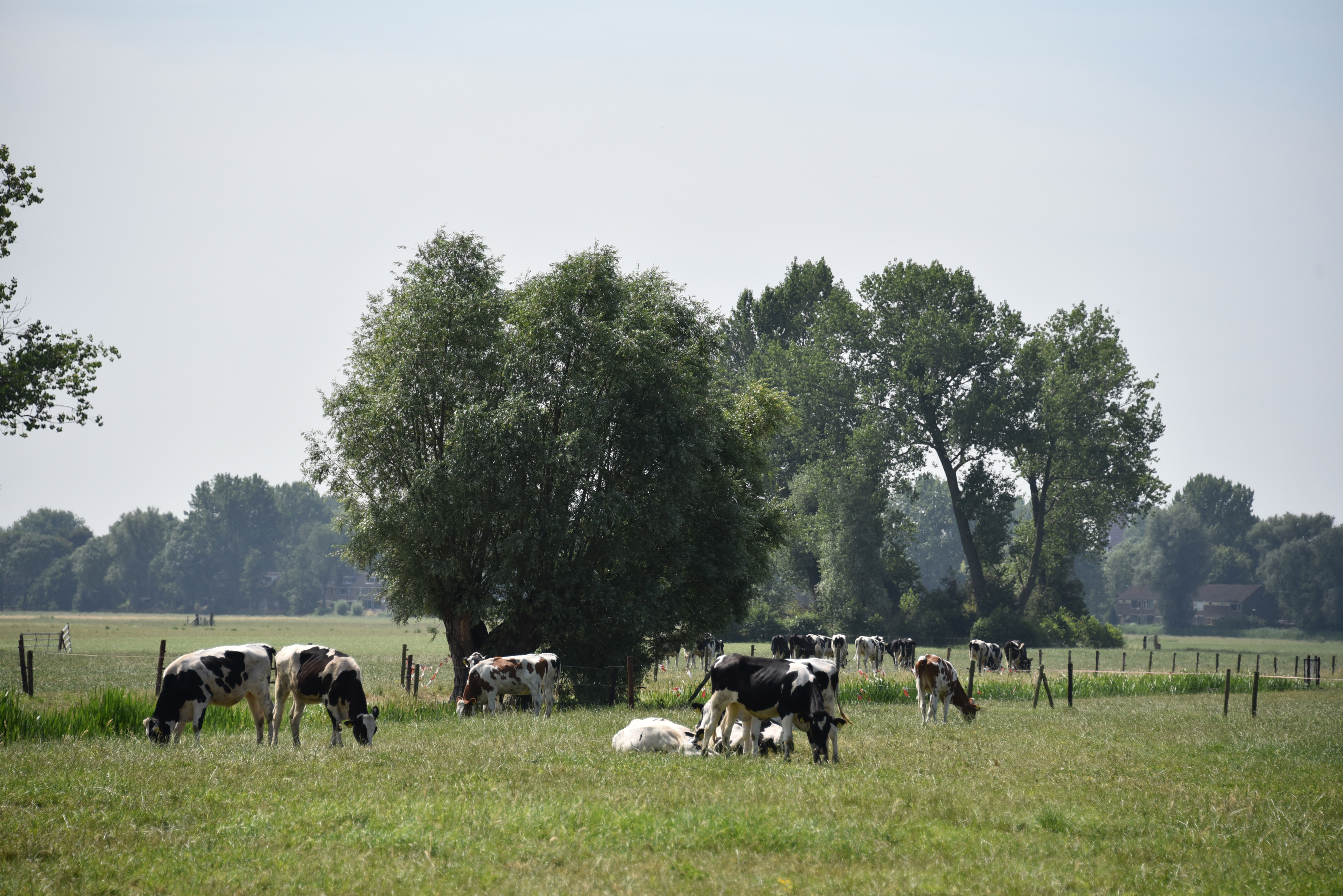Landschap Rijnenburg koeien in wei