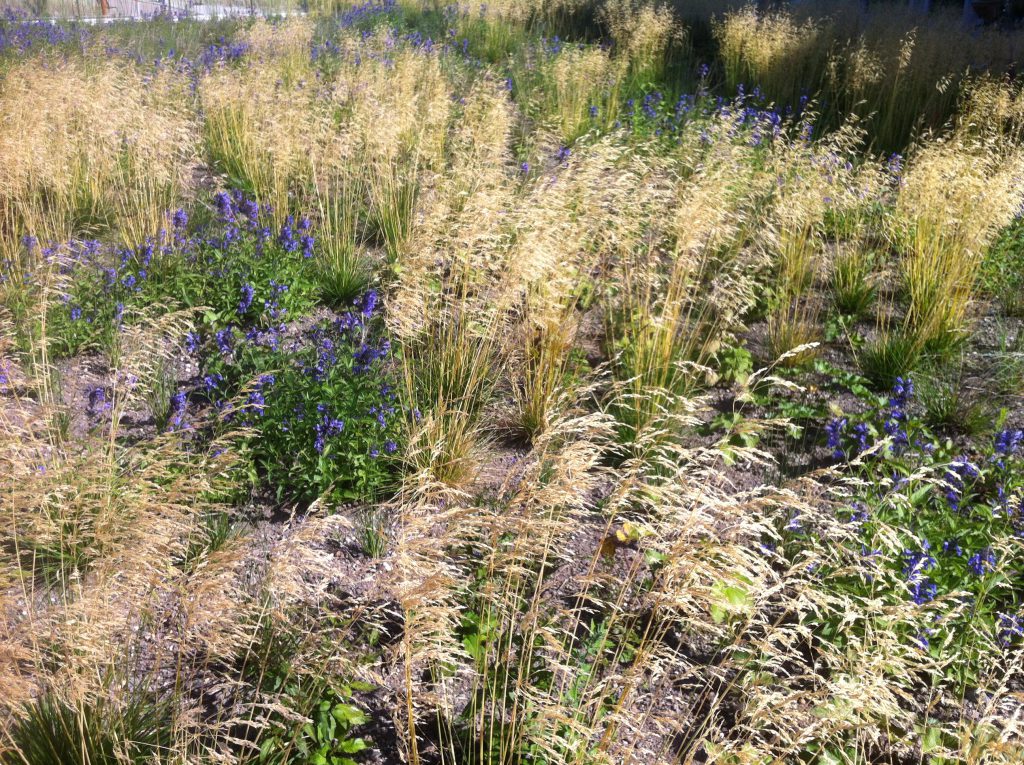 Beplanting Zeehospitium