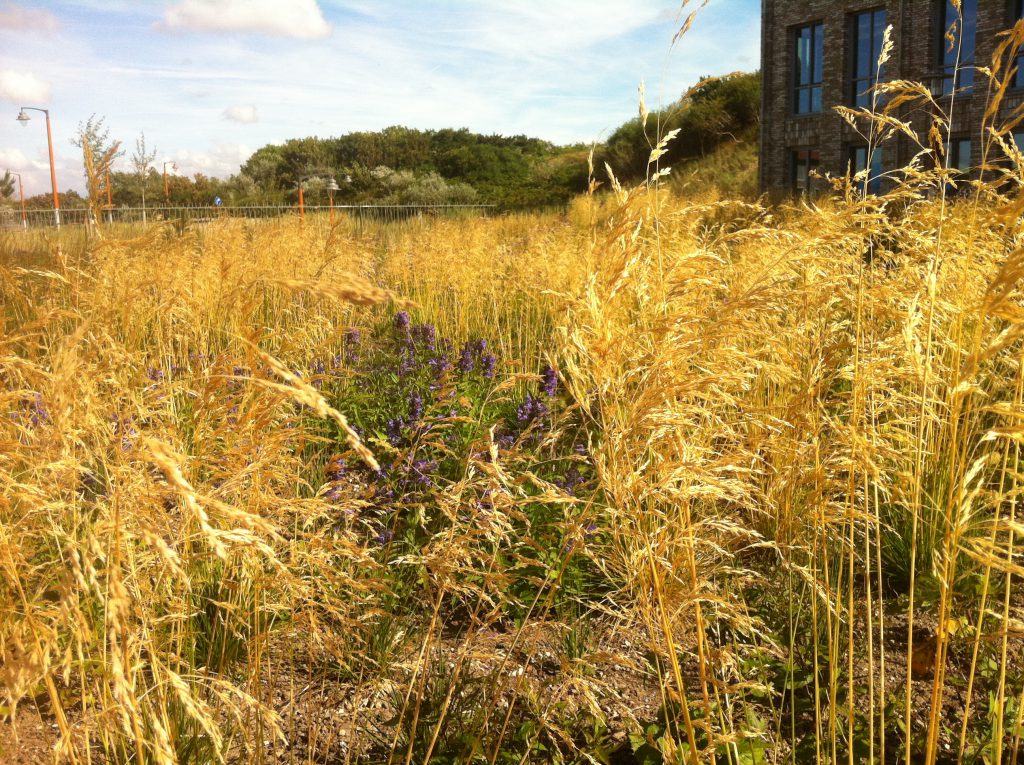 Beplanting Zeehospitium Katwijk