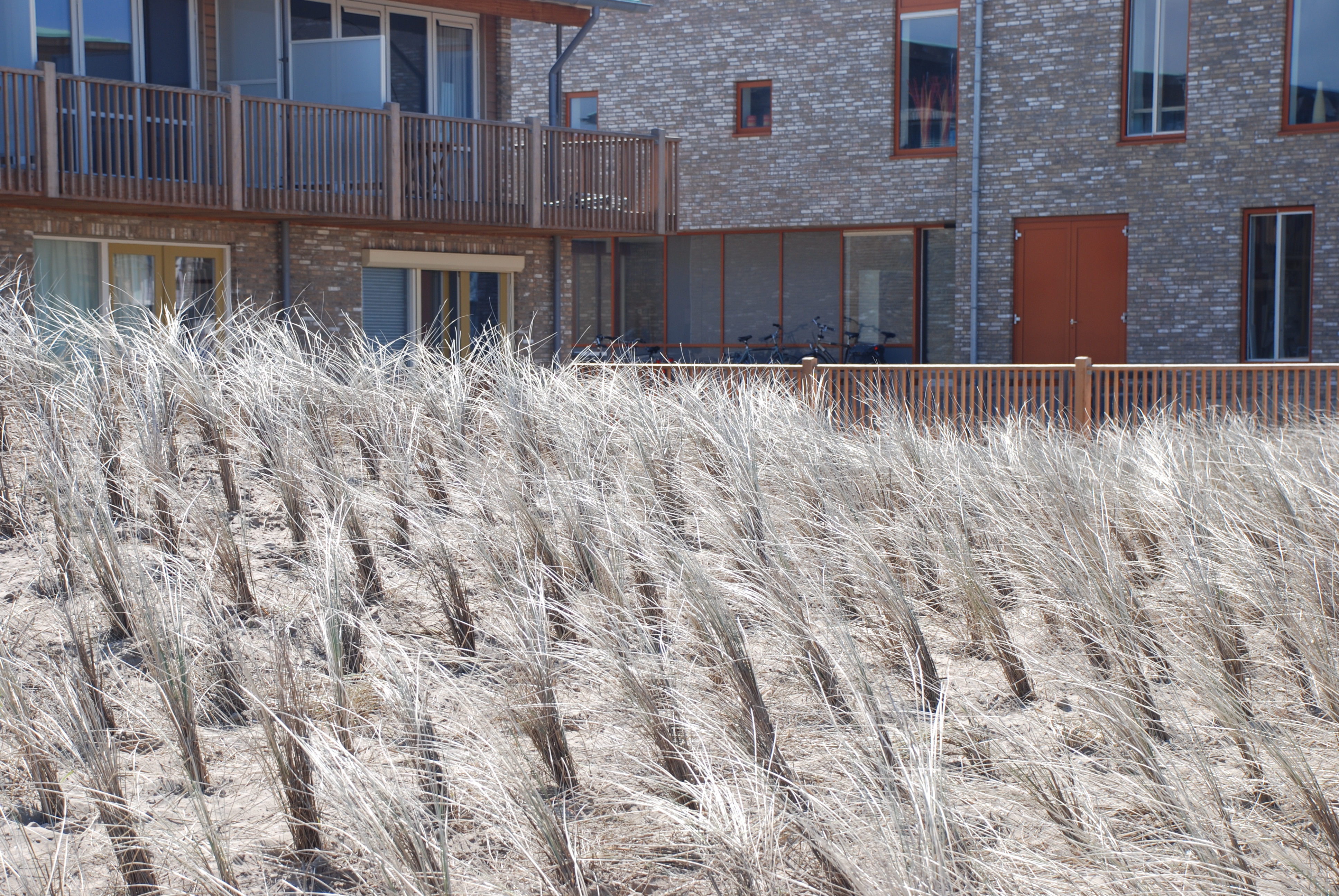 Beplanting helmgras Zeehospitium