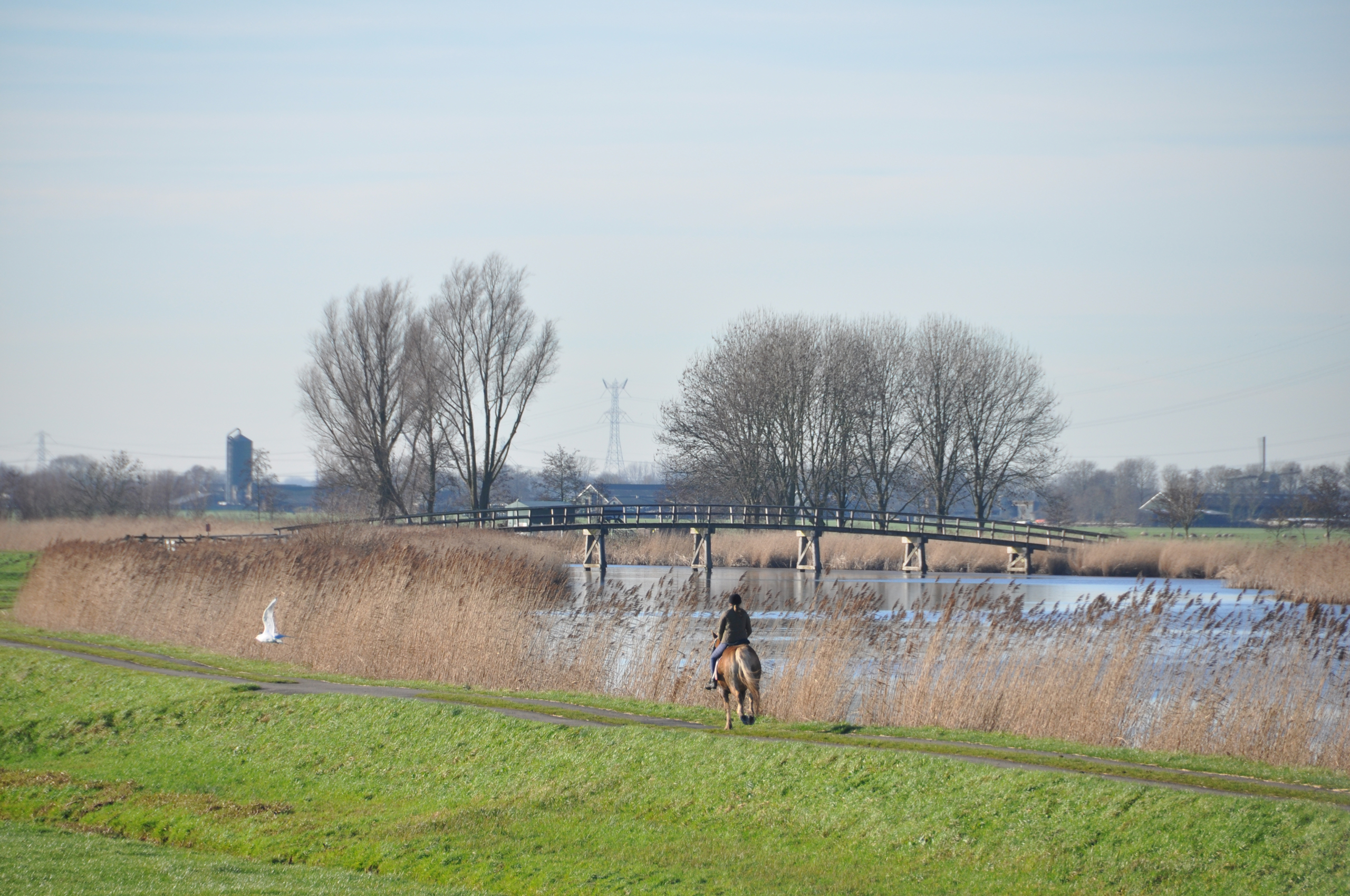 Foto uitzicht riet