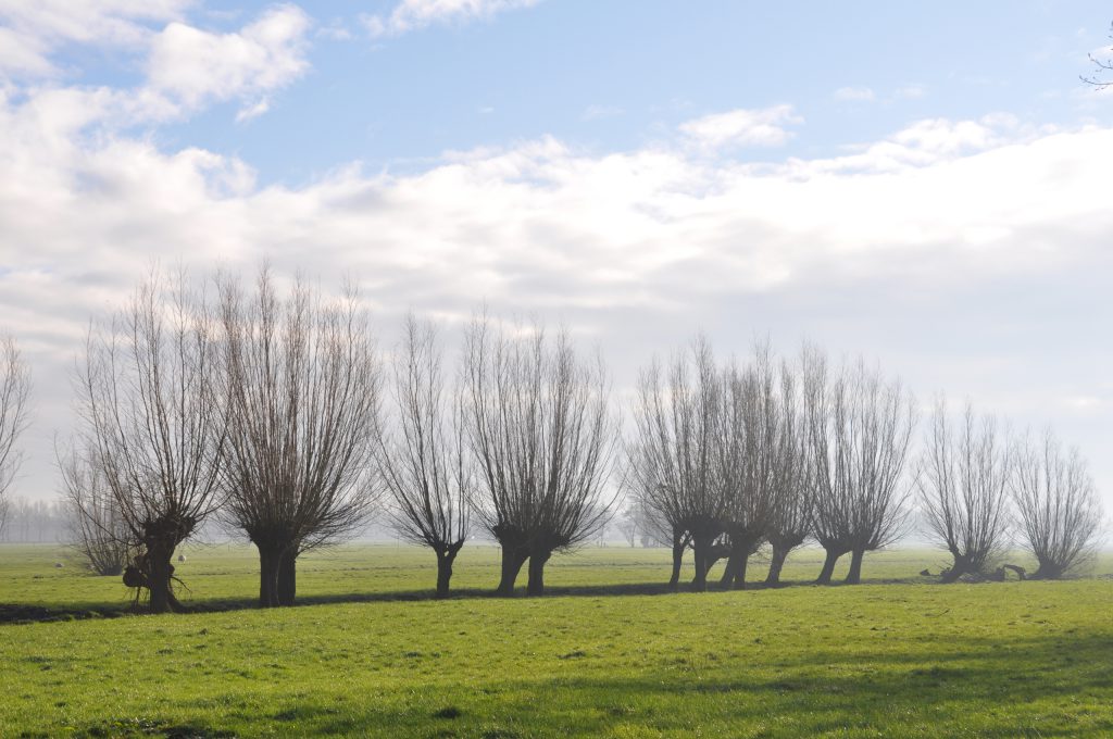 Molenwaard foto knotwilg