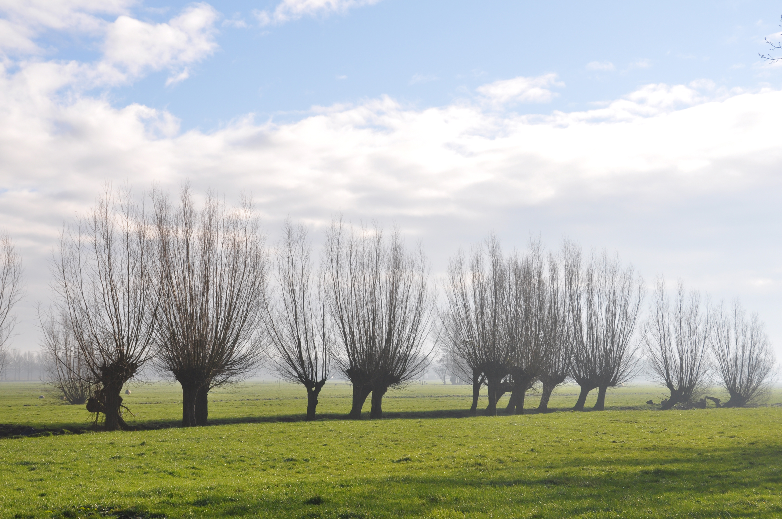 Molenwaard foto knotwilg