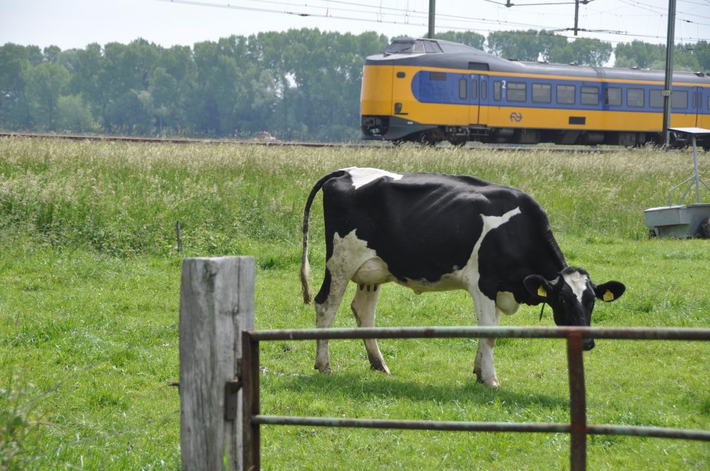 Landschap met koe en trein