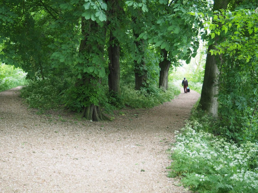 Foto Zaltbommel visie bos