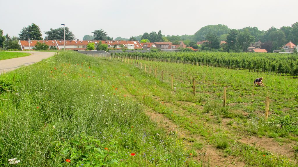Gewassen lek dijk