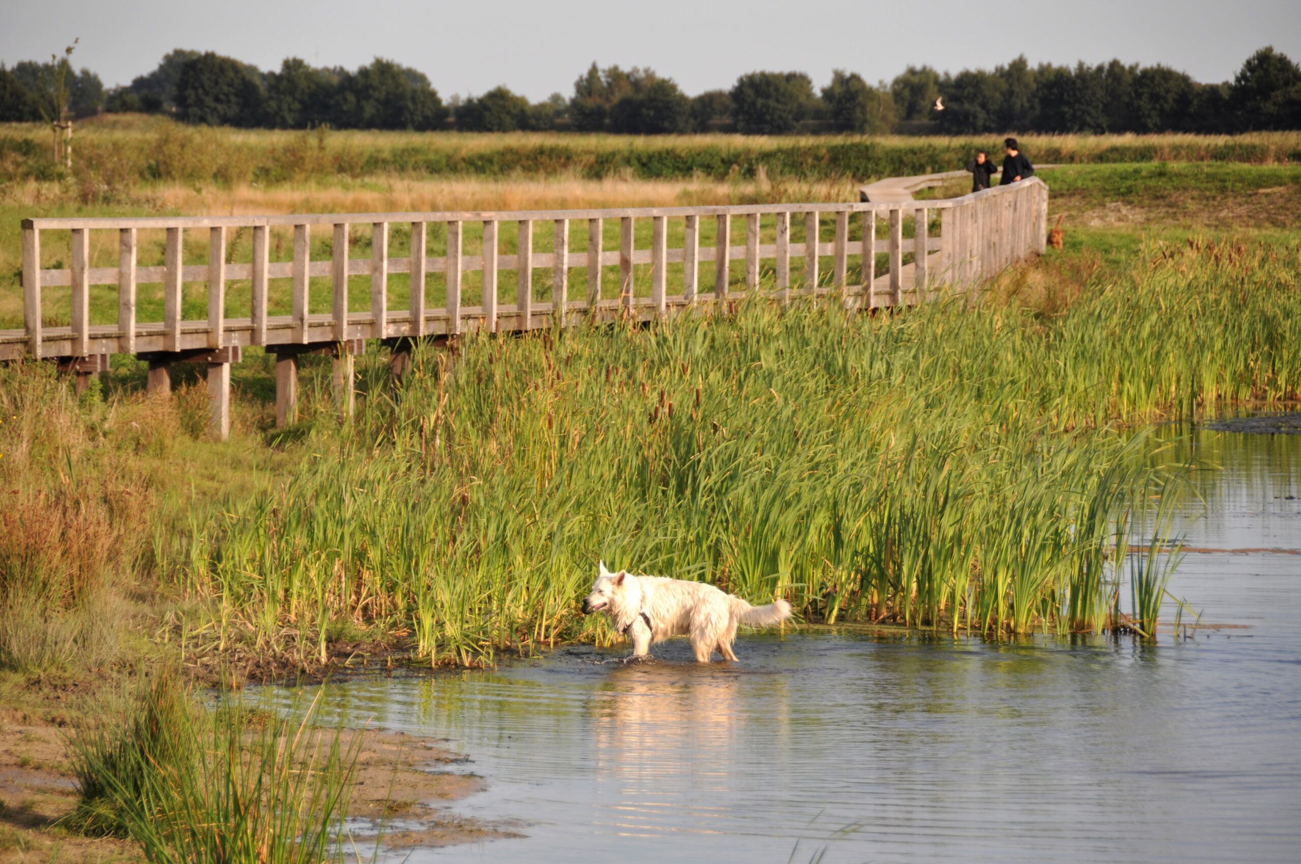 BoschSlabbers Landschapsarchitecten Opstelterrein Haren Zomer