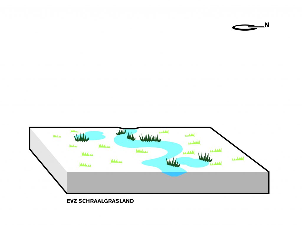 Concept ecologie schraalgras